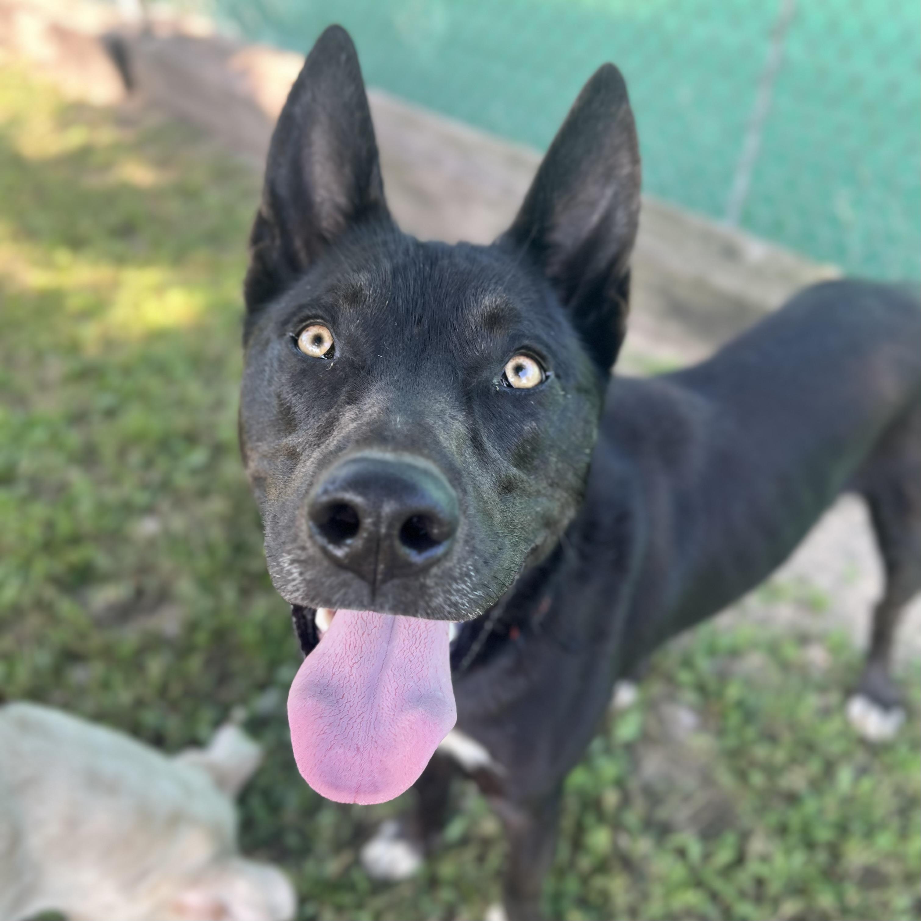 Storm - NO FEE (Sponsored by the Martin County West 4th Graders), an adoptable mixed breed in Fairmont, MN image 1/6