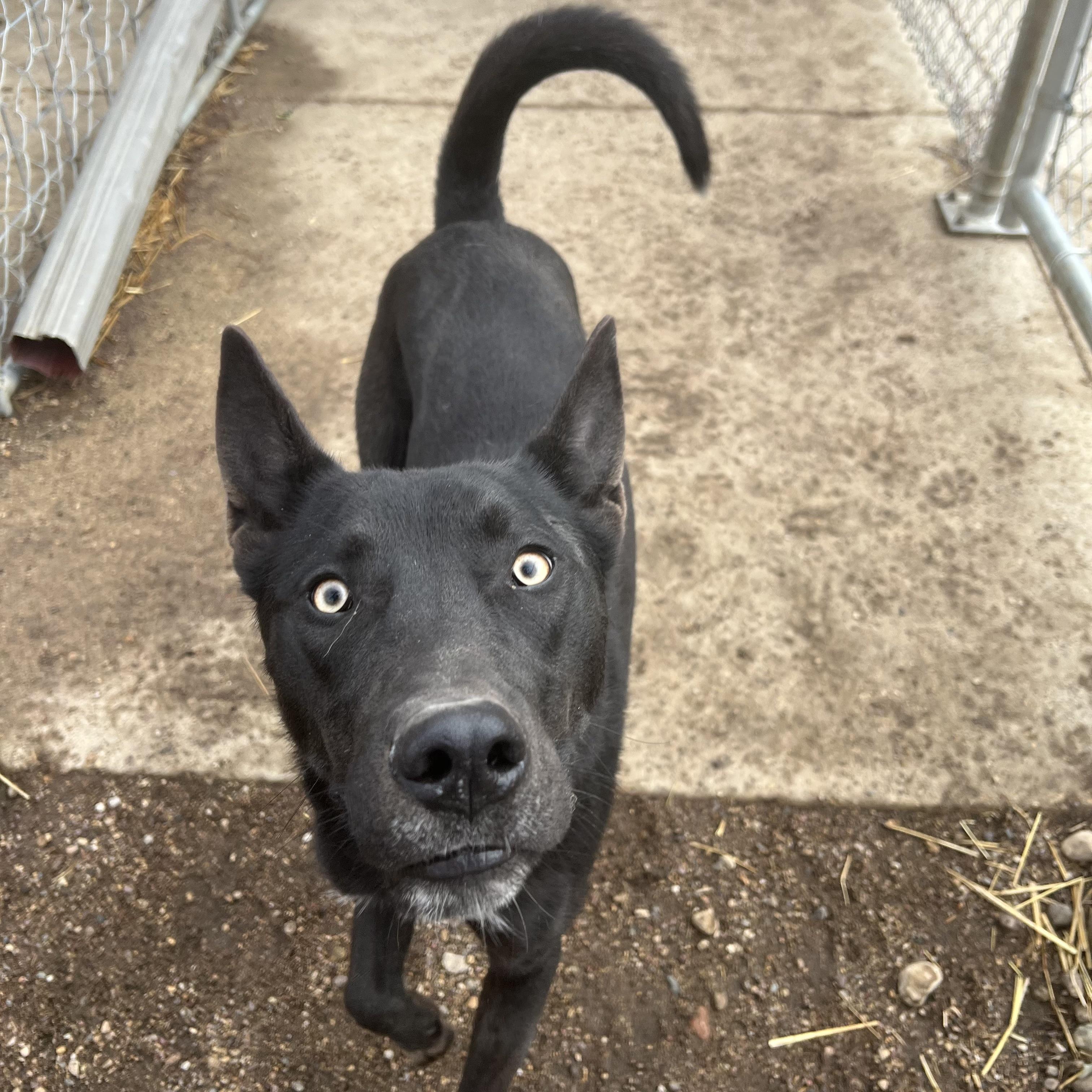 Enlarge Storm **NO FEE** (Sponsored by Figueroa’s Construction), an adoptable Mixed Breed in Fairmont, MN image 2/6