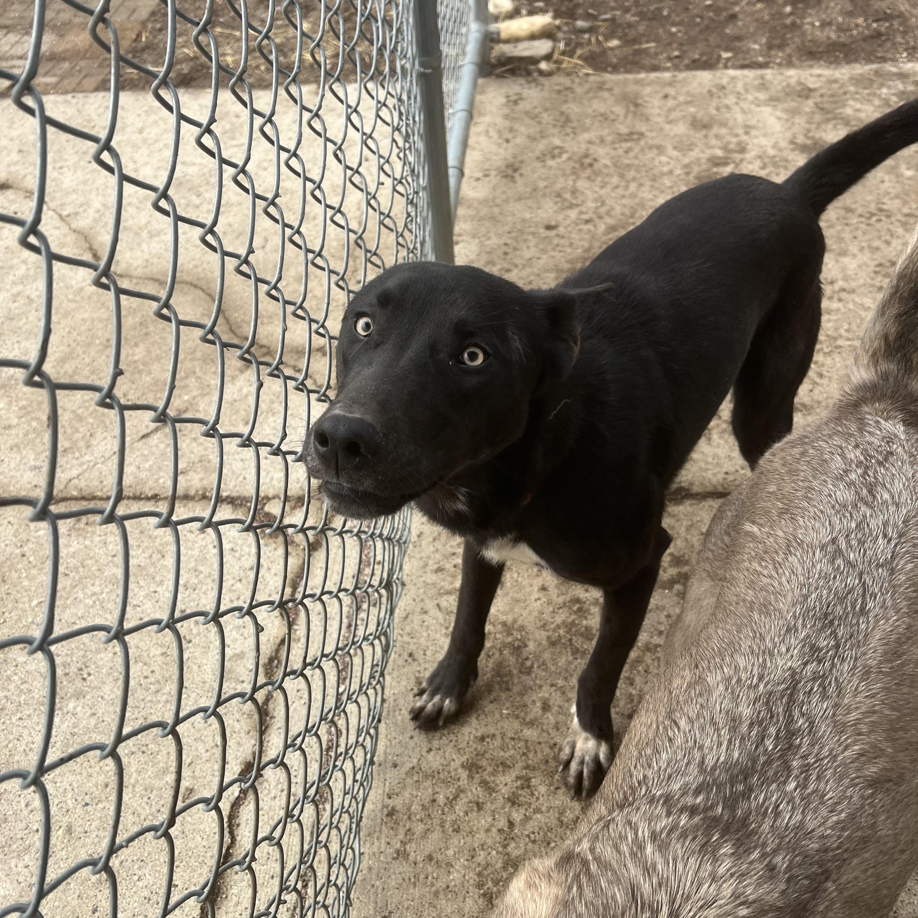 Enlarge Storm **NO FEE** (Sponsored by Figueroa’s Construction), an adoptable Mixed Breed in Fairmont, MN image 3/6