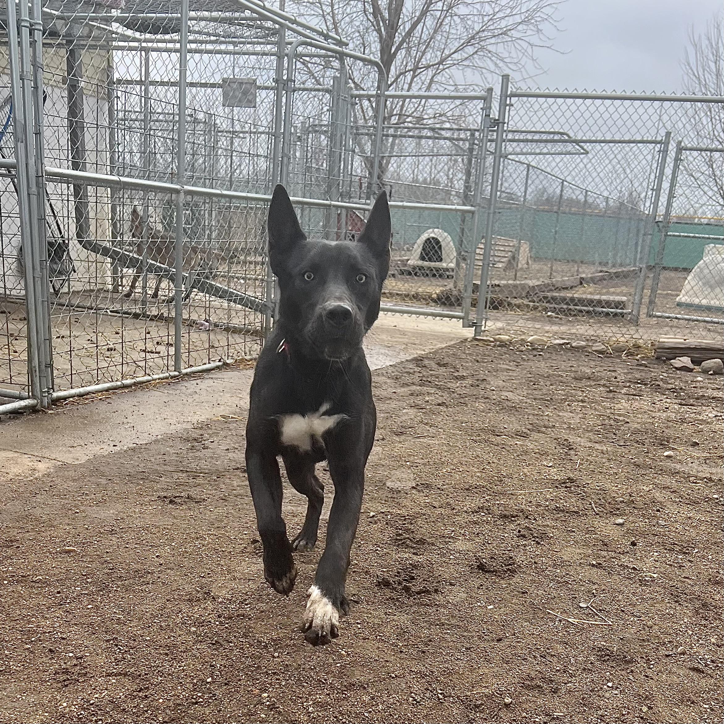 Enlarge Storm **NO FEE** (Sponsored by Figueroa’s Construction), an adoptable Mixed Breed in Fairmont, MN image 4/6