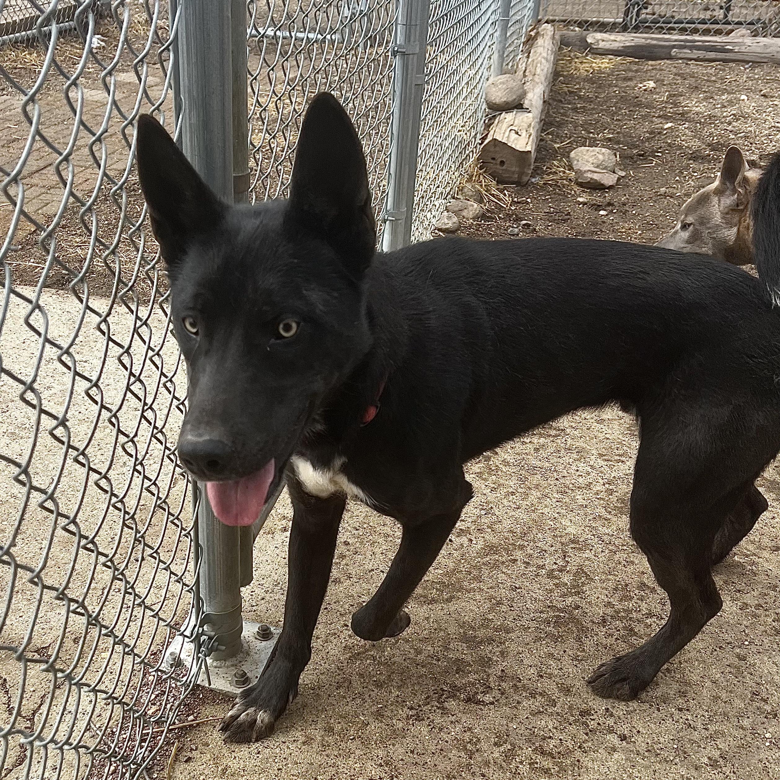 Enlarge Storm **NO FEE** (Sponsored by Figueroa’s Construction), an adoptable Mixed Breed in Fairmont, MN image 5/6