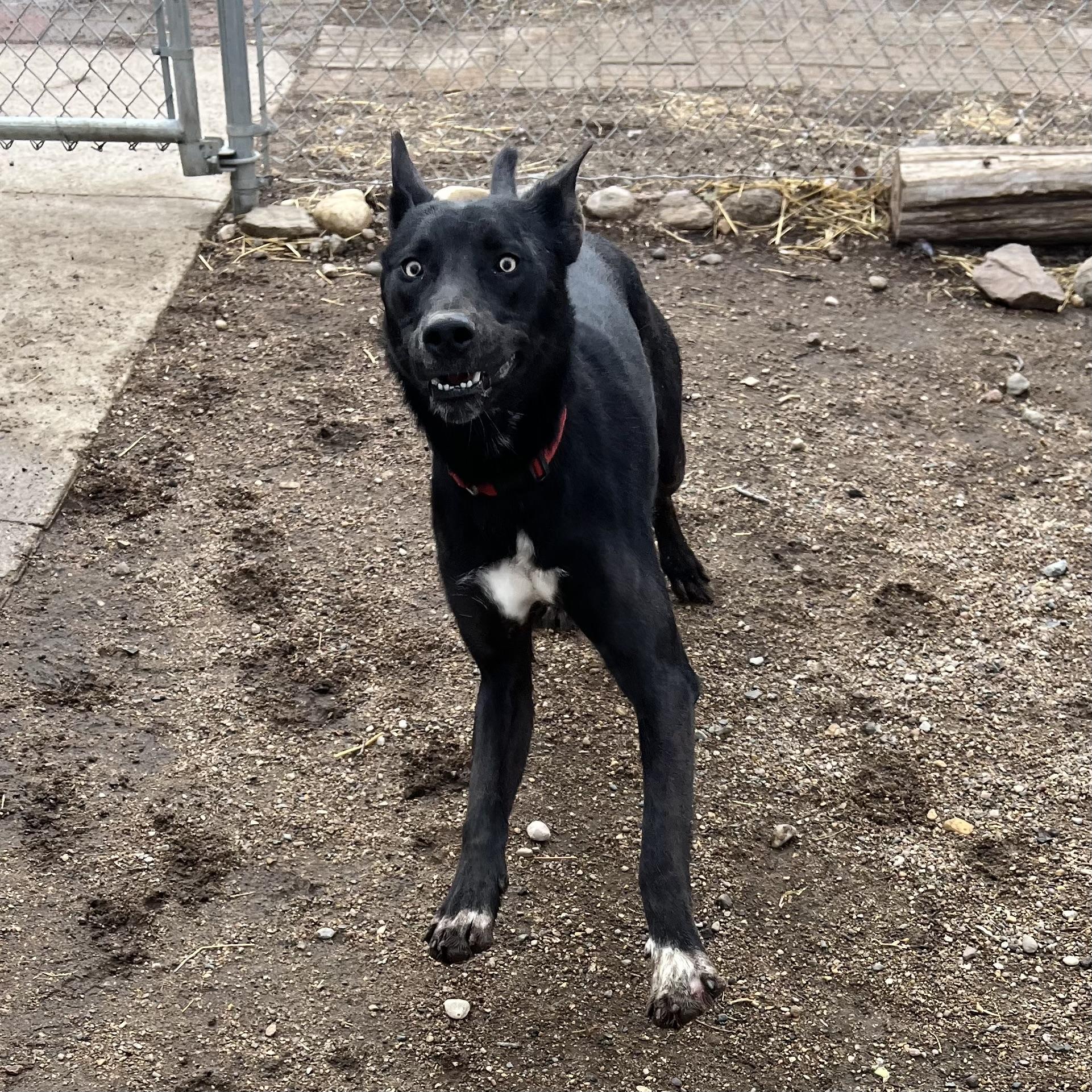 Enlarge Storm **NO FEE** (Sponsored by Figueroa’s Construction), an adoptable Mixed Breed in Fairmont, MN image 6/6