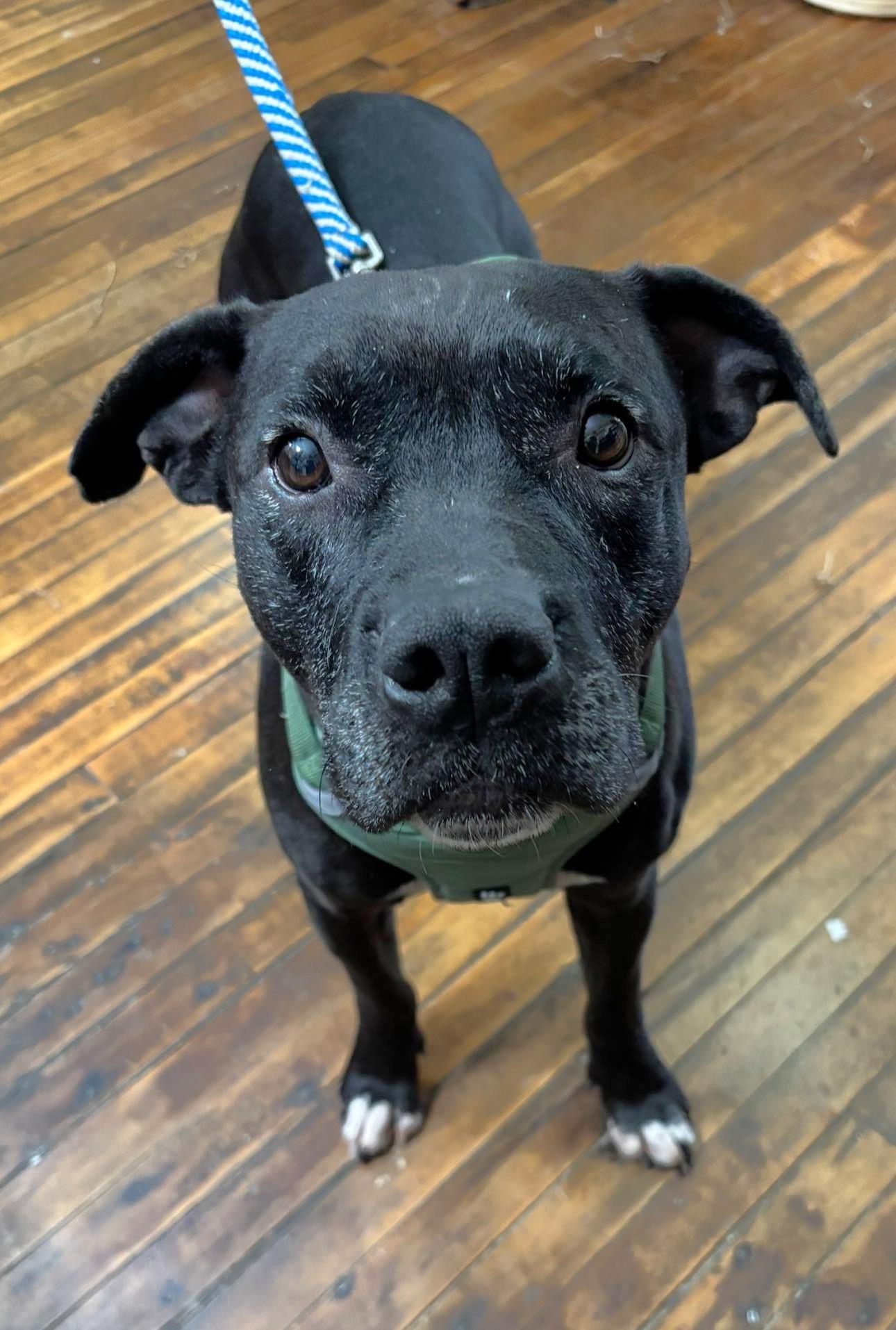 Enlarge Dexter, a ADOPTABLE Pit Bull Terrier in Oregon, WI image 5/6