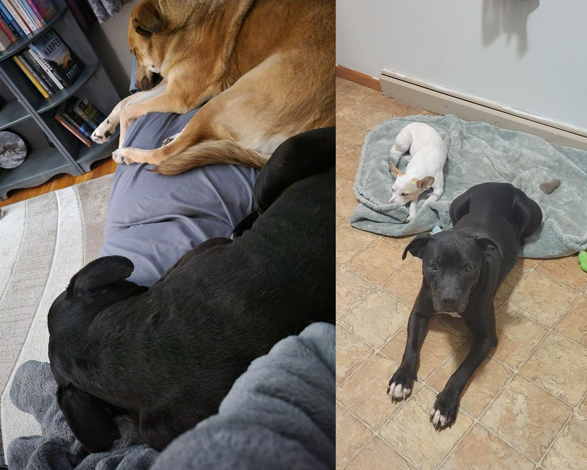 Enlarge Dexter, a ADOPTABLE Pit Bull Terrier in Oregon, WI image 6/6