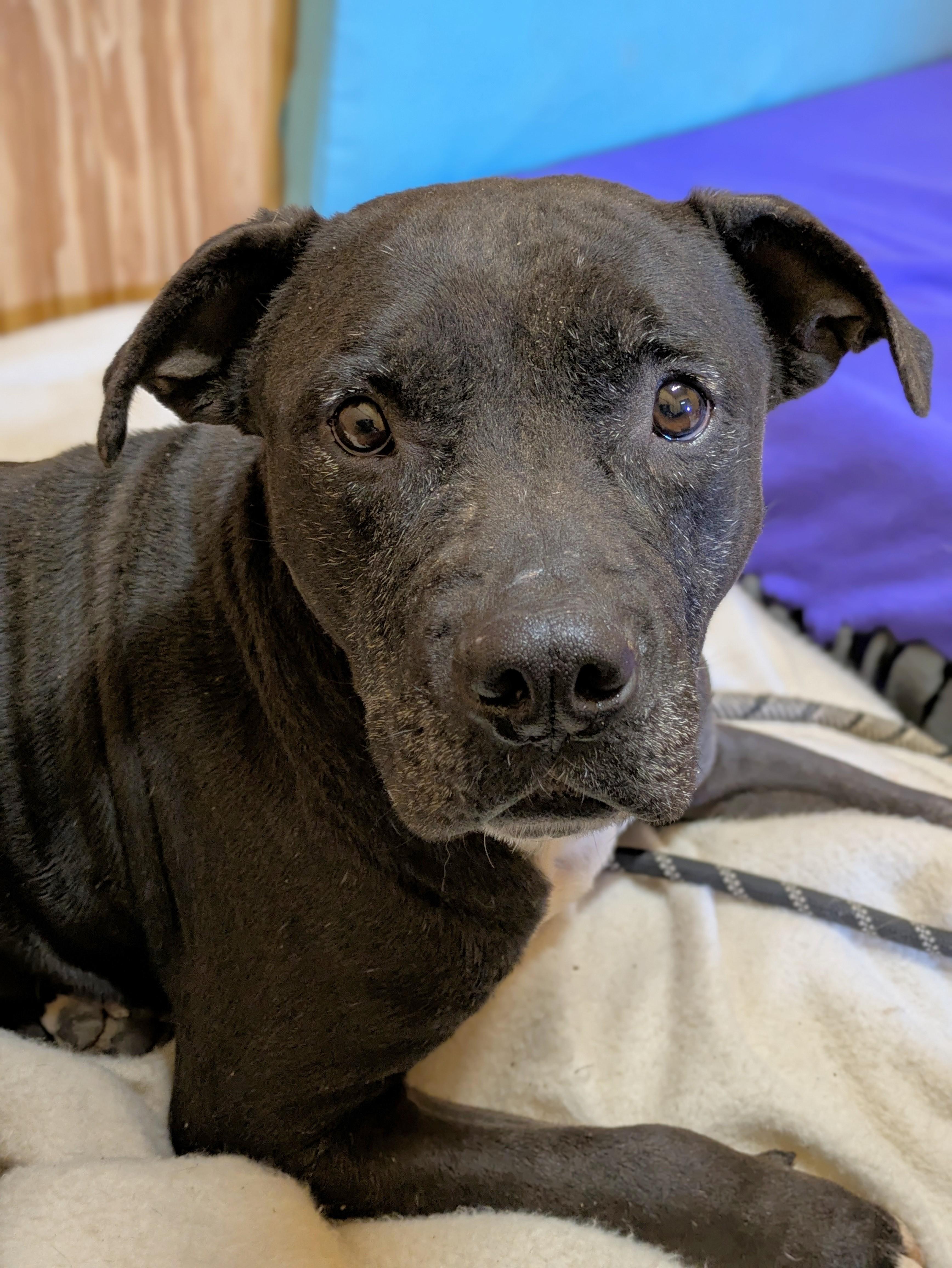 Enlarge Dexter, a ADOPTABLE Pit Bull Terrier in Oregon, WI image 1/6