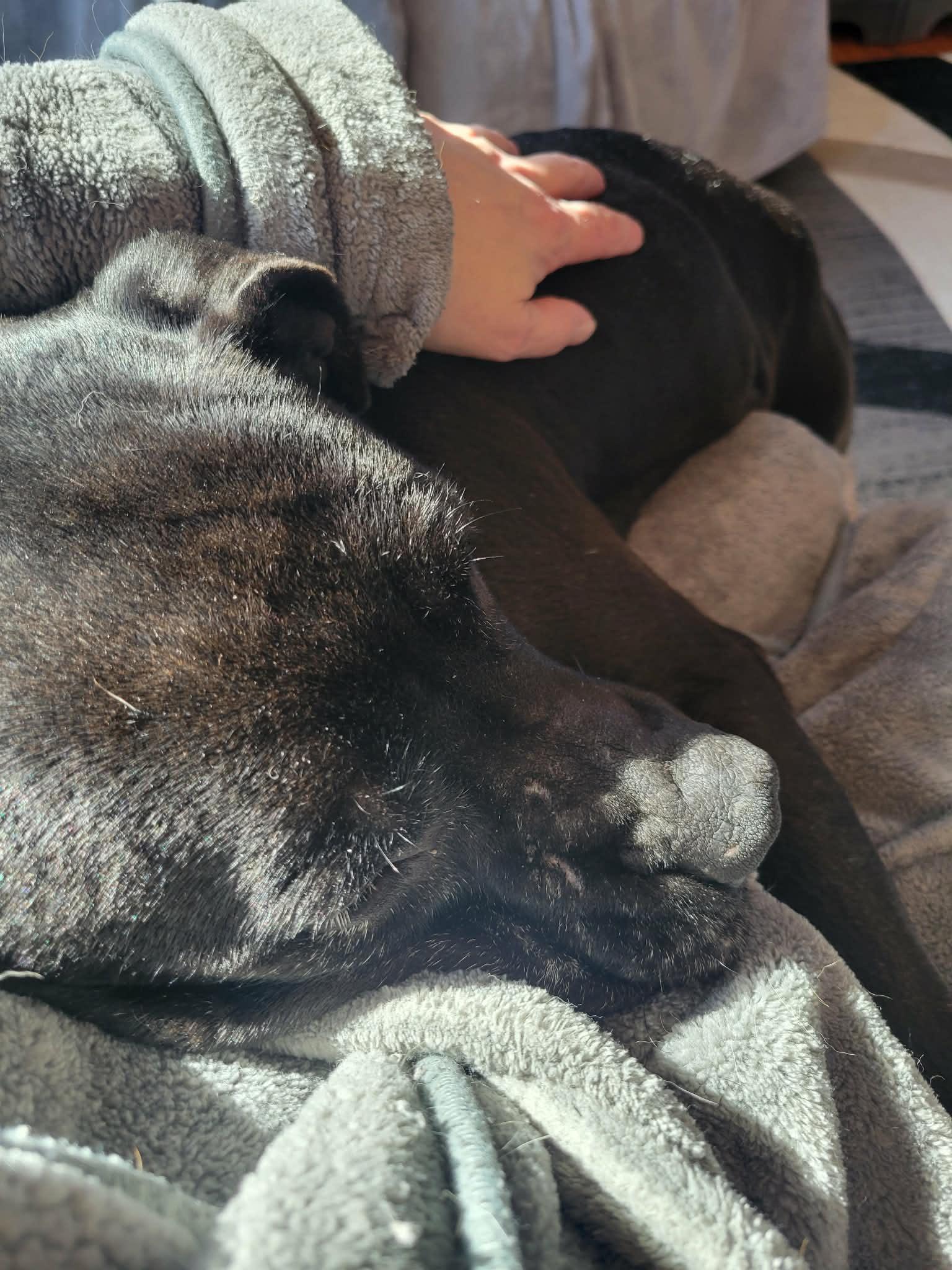 Enlarge Dexter, a ADOPTABLE Pit Bull Terrier in Oregon, WI image 2/6