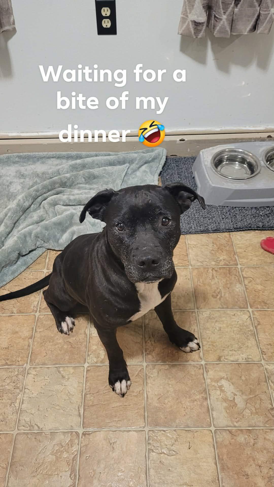 Enlarge Dexter, a ADOPTABLE Pit Bull Terrier in Oregon, WI image 4/6