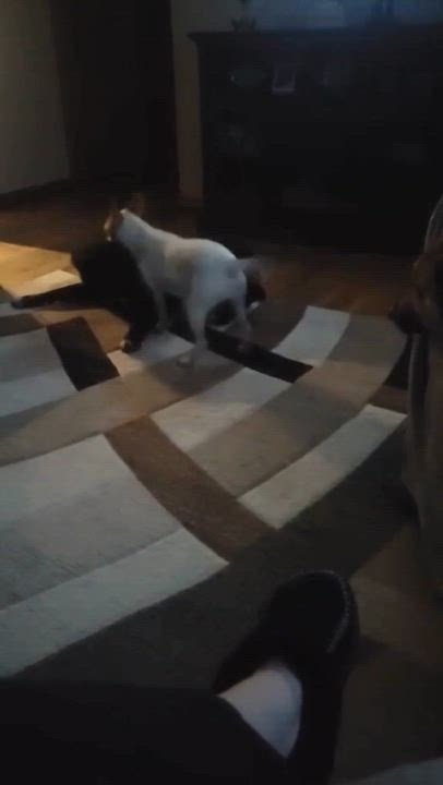 Enlarge Dexter, a ADOPTABLE Pit Bull Terrier in Oregon, WI video 3/6