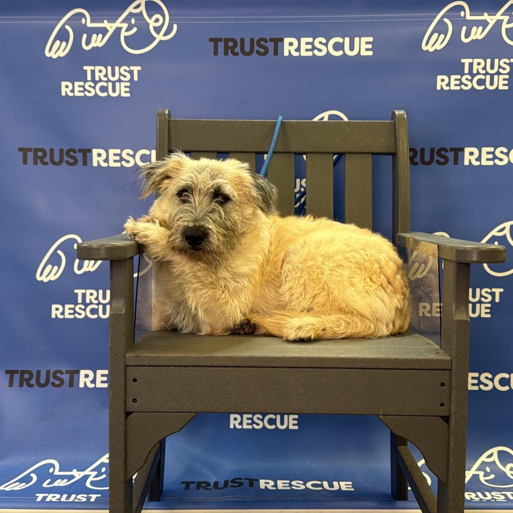 Enlarge LASSITER, a Adoptable mixed breed in Berlin, NJ image 5/5