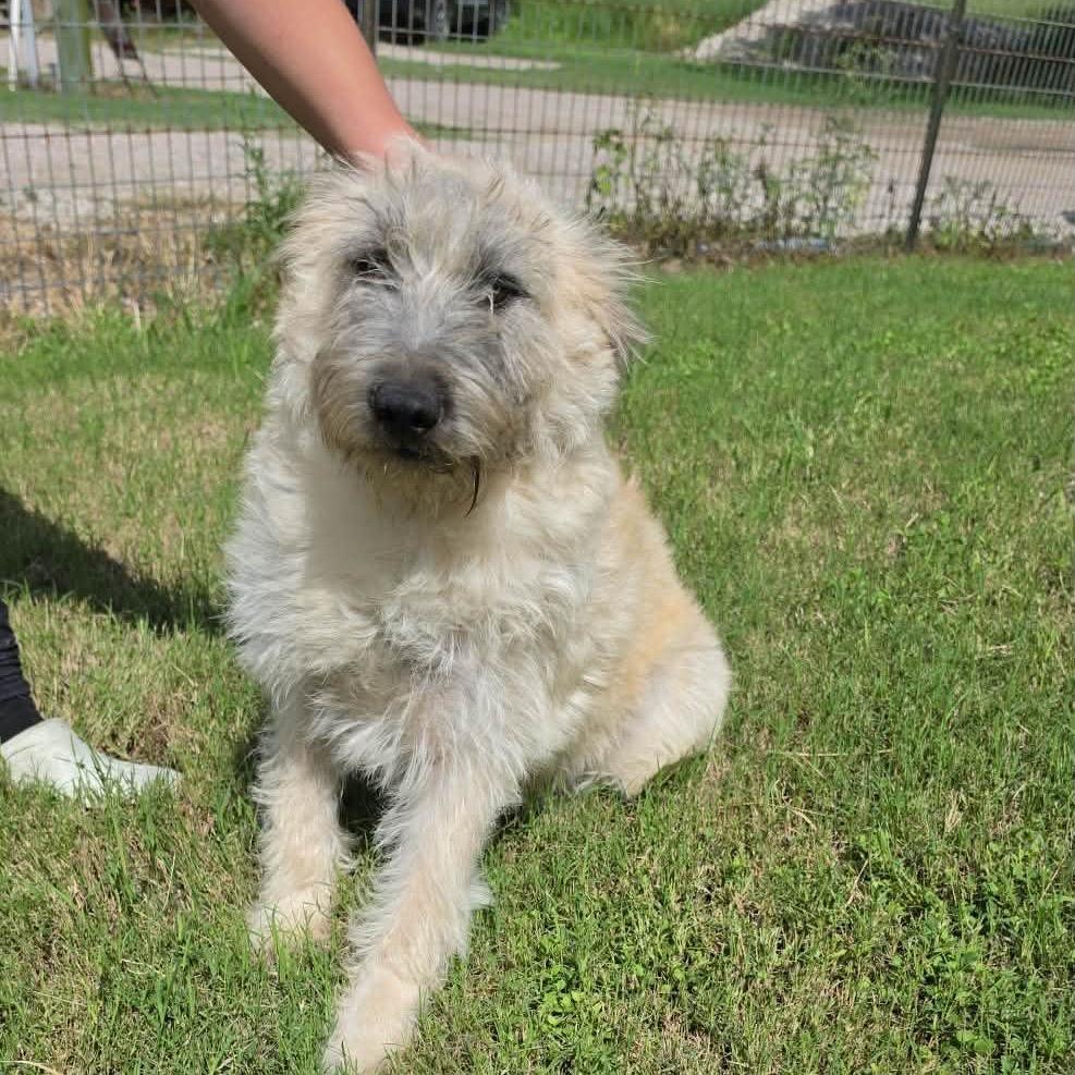 Enlarge LASSITER, a Adoptable mixed breed in Berlin, NJ image 3/5