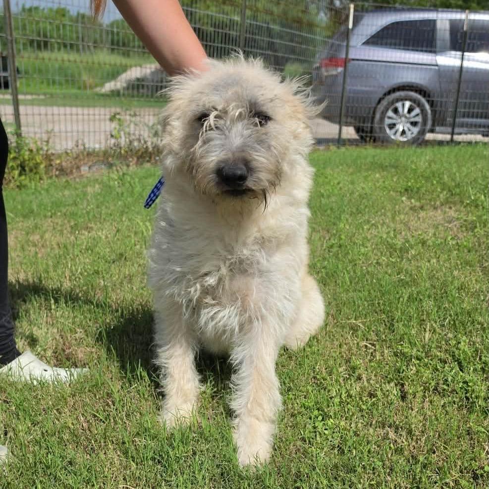 Enlarge LASSITER, a Adoptable mixed breed in Berlin, NJ image 2/5
