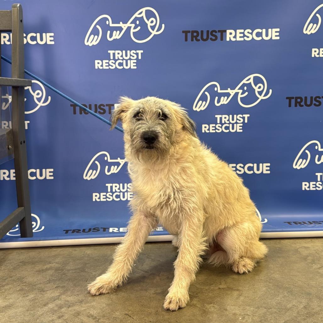 LASSITER, Adoptable, Young Male Wheaten Terrier & Mixed Breed.