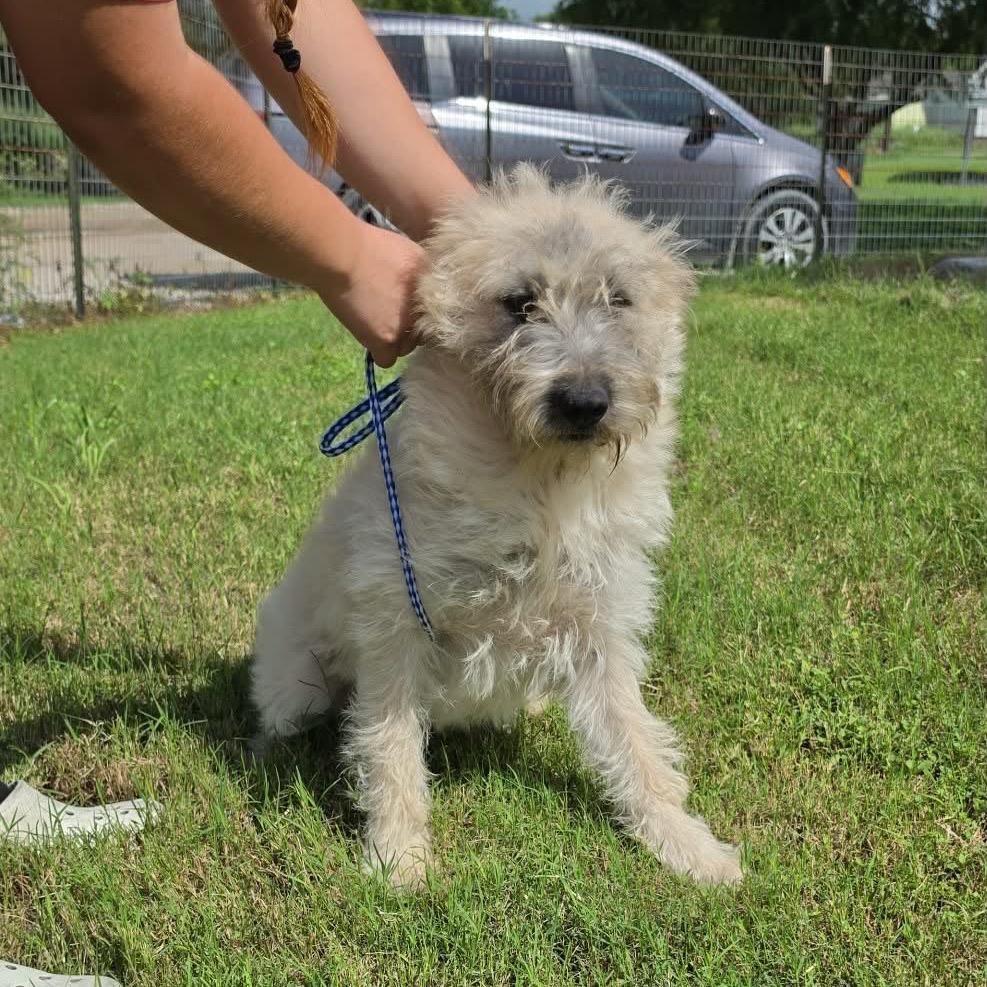 LASSITER, Adoptable, Young Male Wheaten Terrier & Mixed Breed.