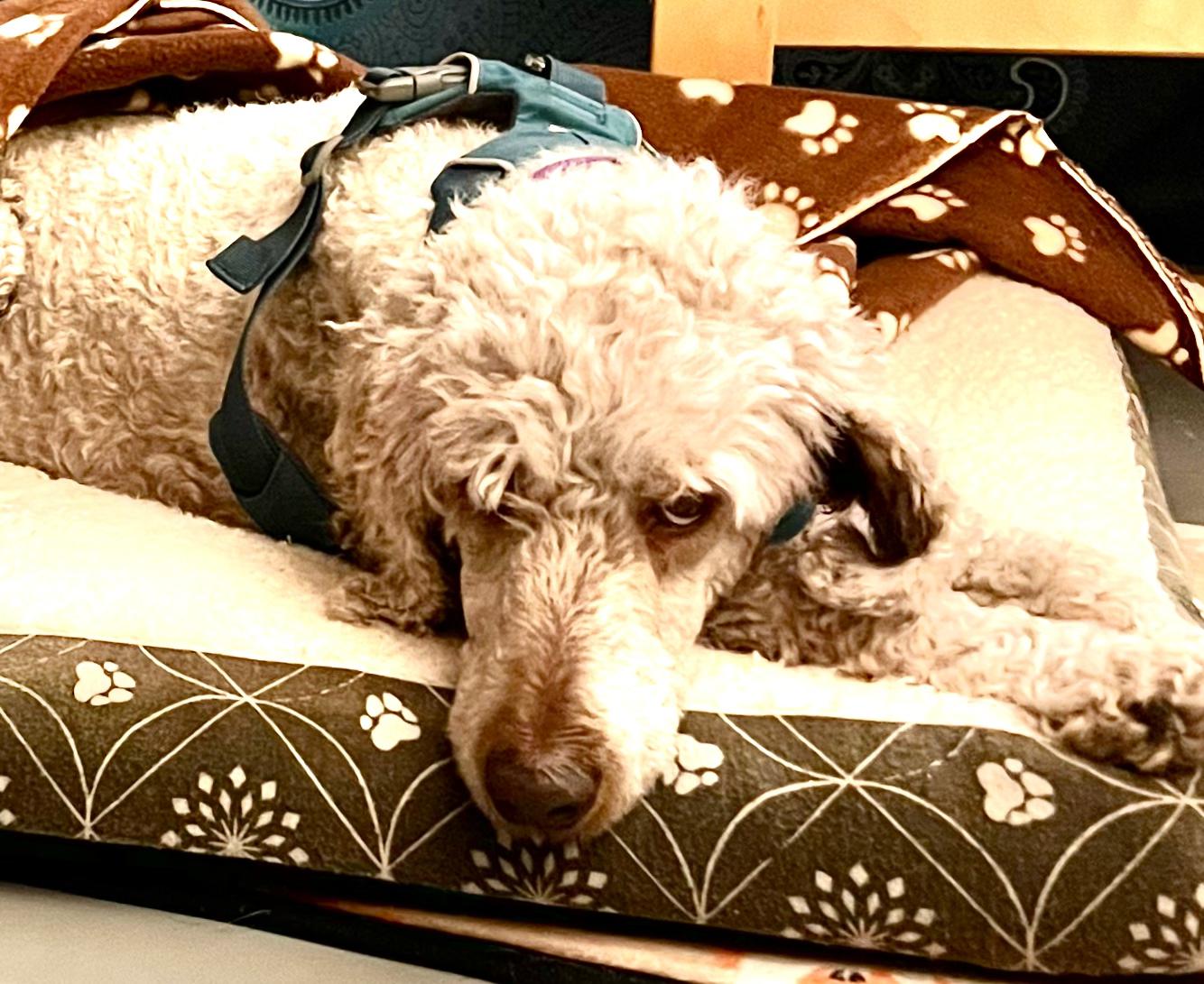 Bella - lovely small standard Poodle, in Bend for several days. photo 2