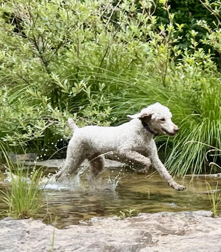 Bella - lovely small standard Poodle, in Bend for several days. photo 3