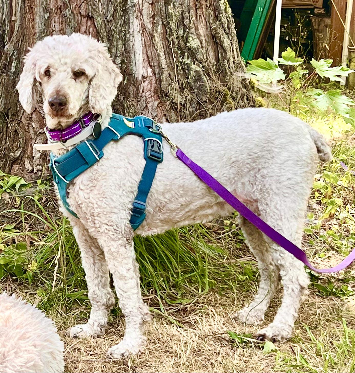 Bella - lovely small standard Poodle, in Bend for several days. photo 4