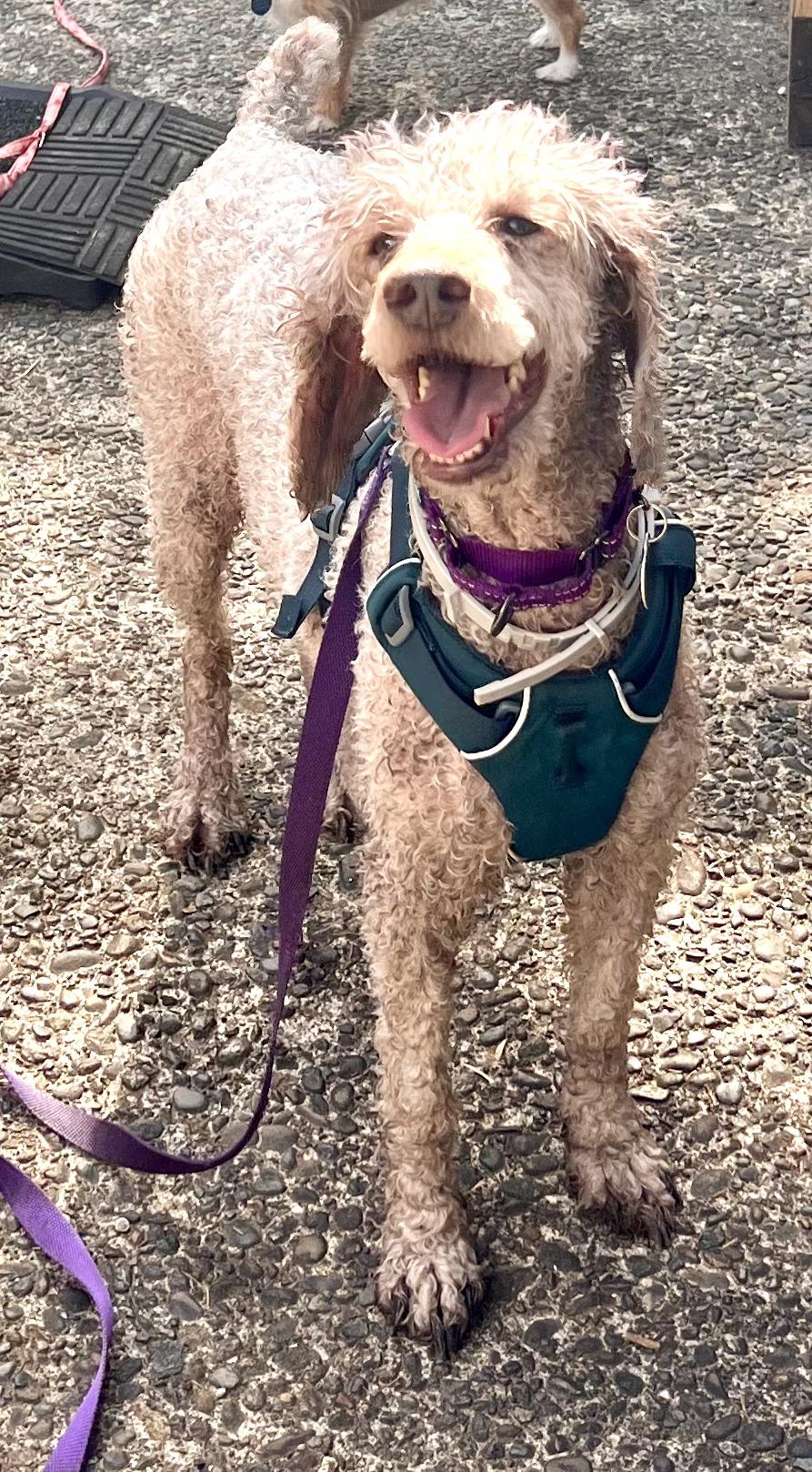 Bella - lovely small standard Poodle, in Bend for several days. photo 5