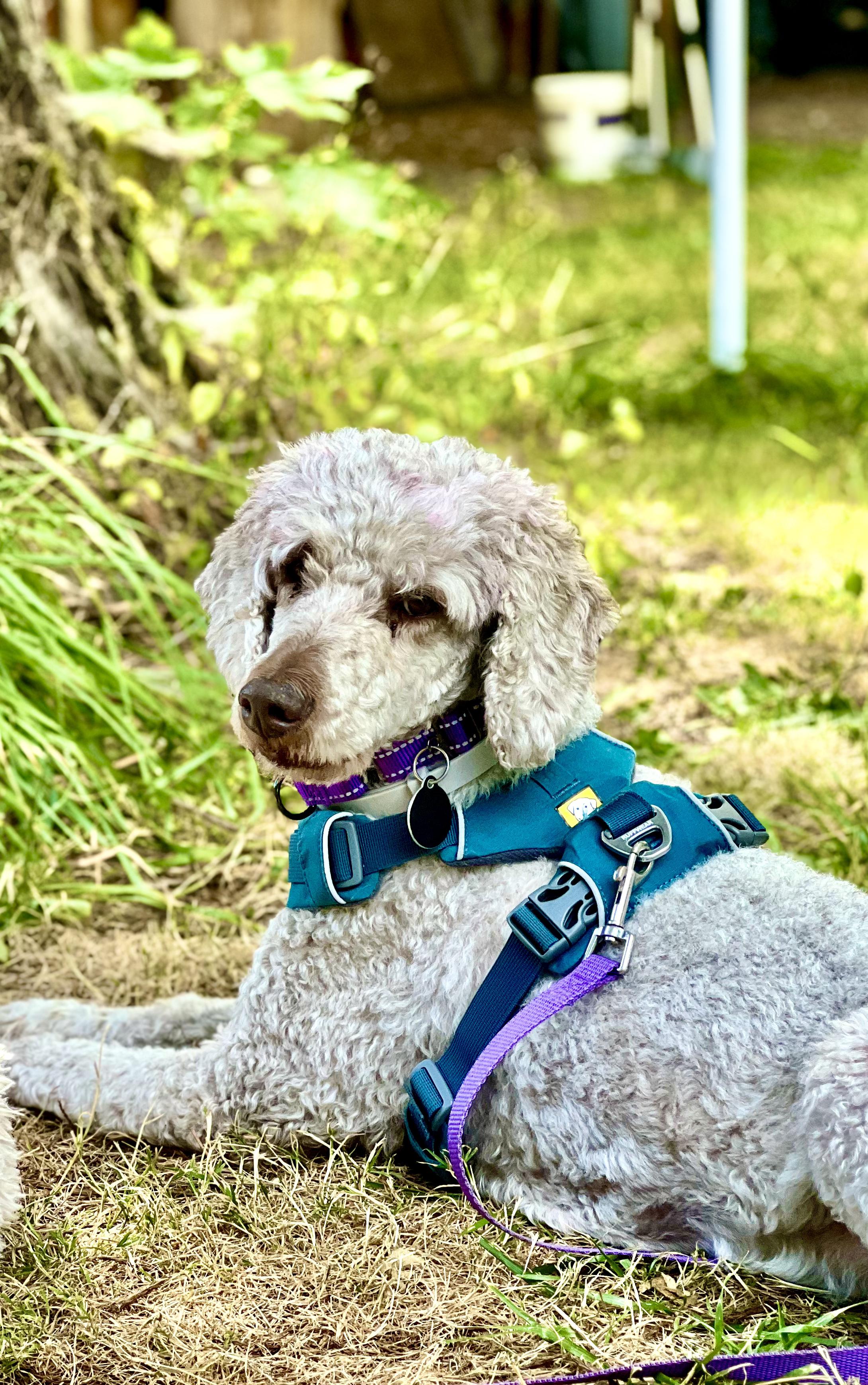 Bella - lovely small standard Poodle, in Bend for several days.