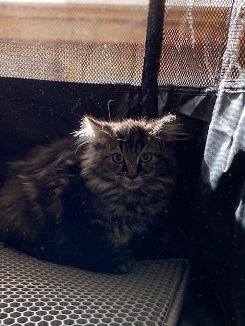 Quila, Adoptable, Young Male Domestic Long Hair.