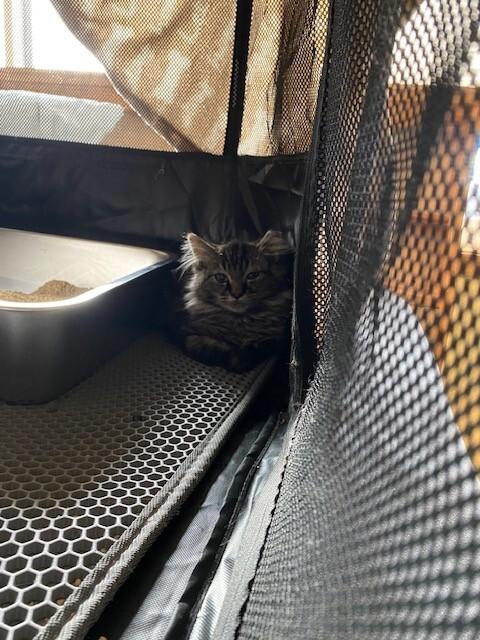 Quila, a Adoptable Domestic Long Hair in Fort Collins, CO image 2/4