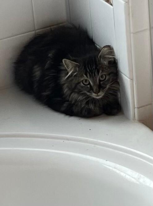 Quila, a Adoptable Domestic Long Hair in Fort Collins, CO image 3/4