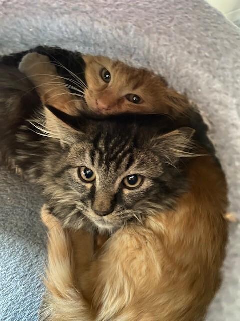 Quila, a Adoptable Domestic Long Hair in Fort Collins, CO image 4/4