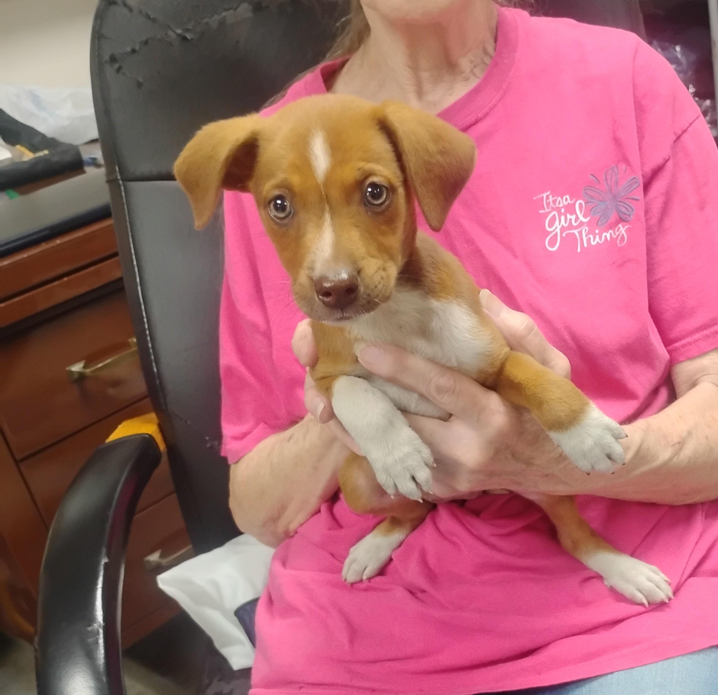 Squirrel, a ADOPTABLE mixed breed in Sulphur, OK image 2/2