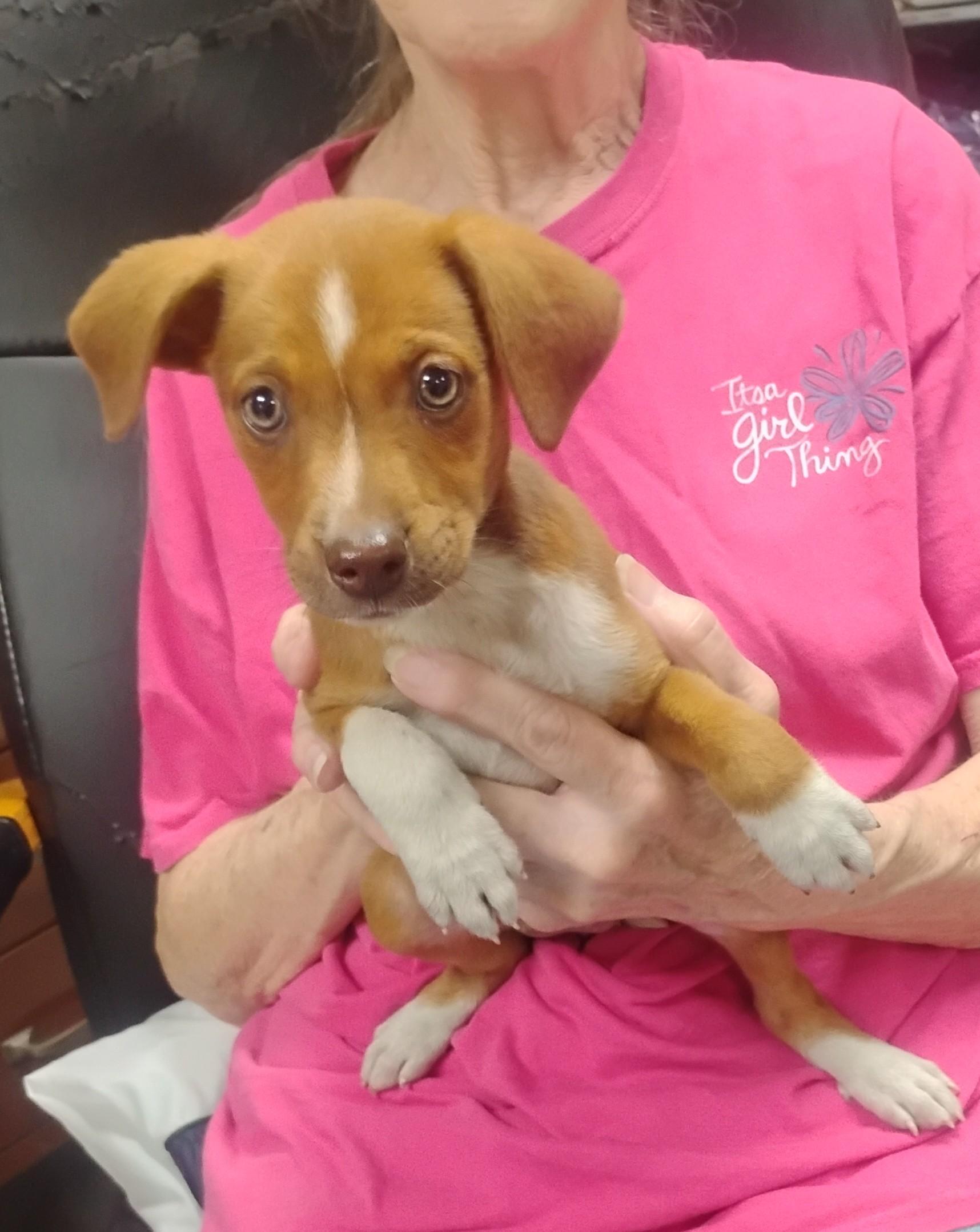 Squirrel, ADOPTABLE, Puppy Female Australian Shepherd.