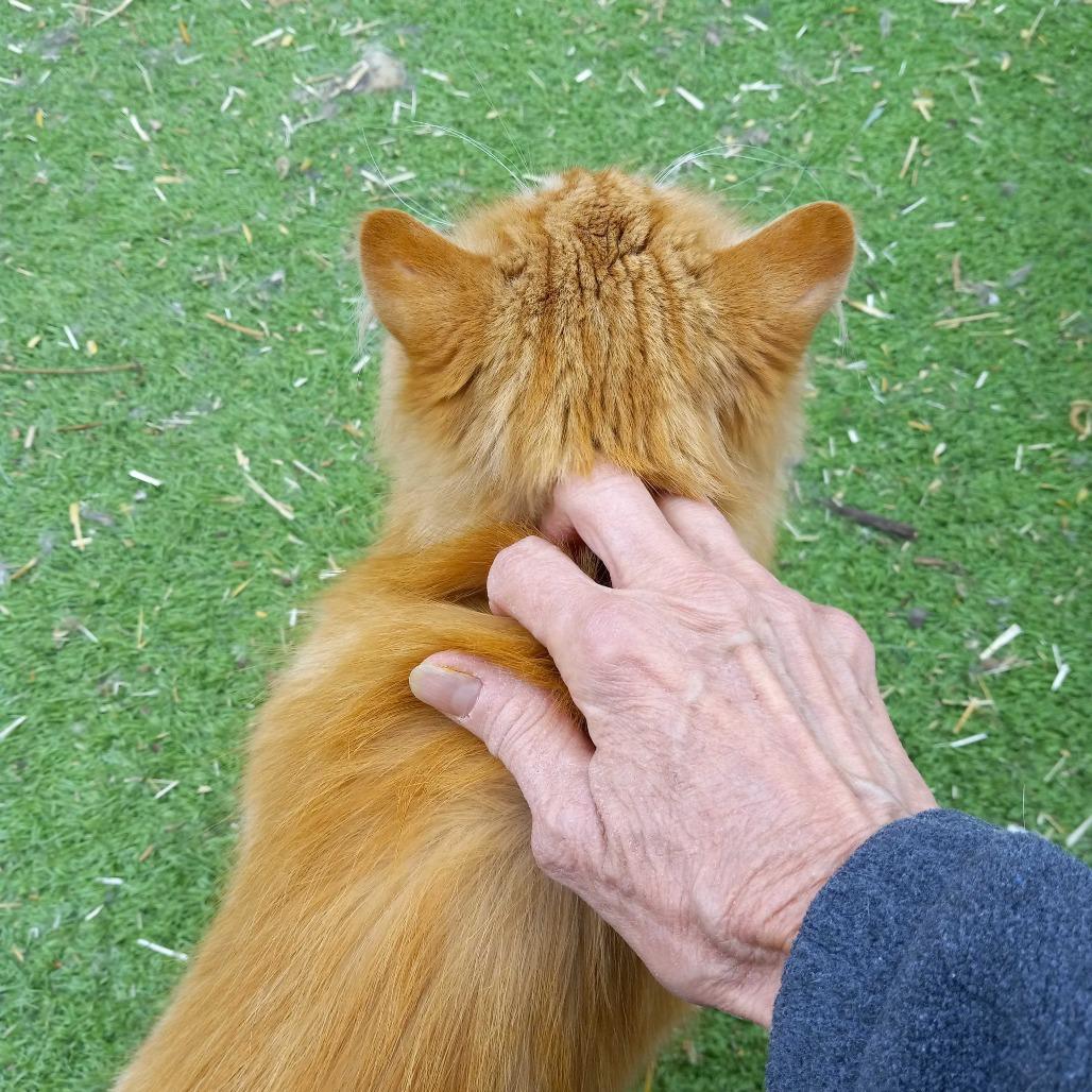 Houdini, Adoptable, Adult Male Domestic Long Hair.