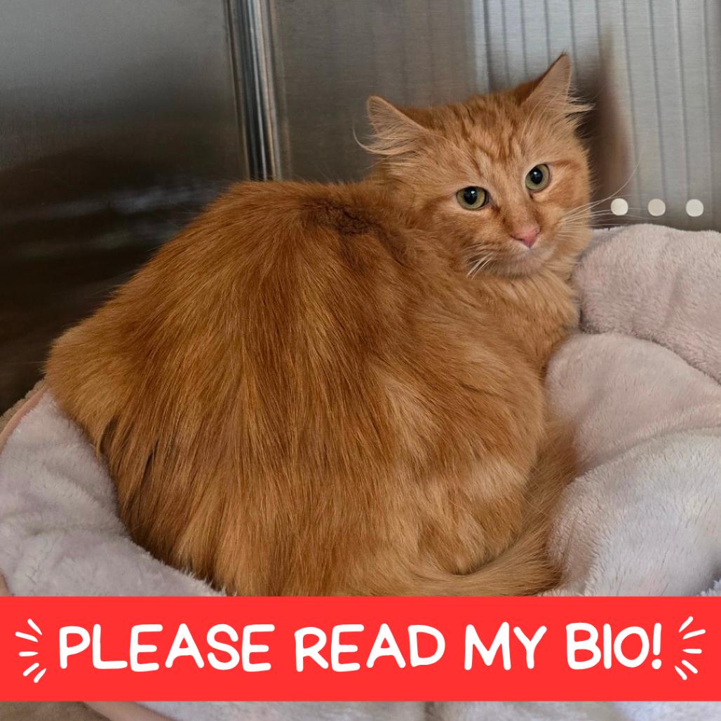 Houdini, Adoptable, Adult Male Domestic Long Hair.