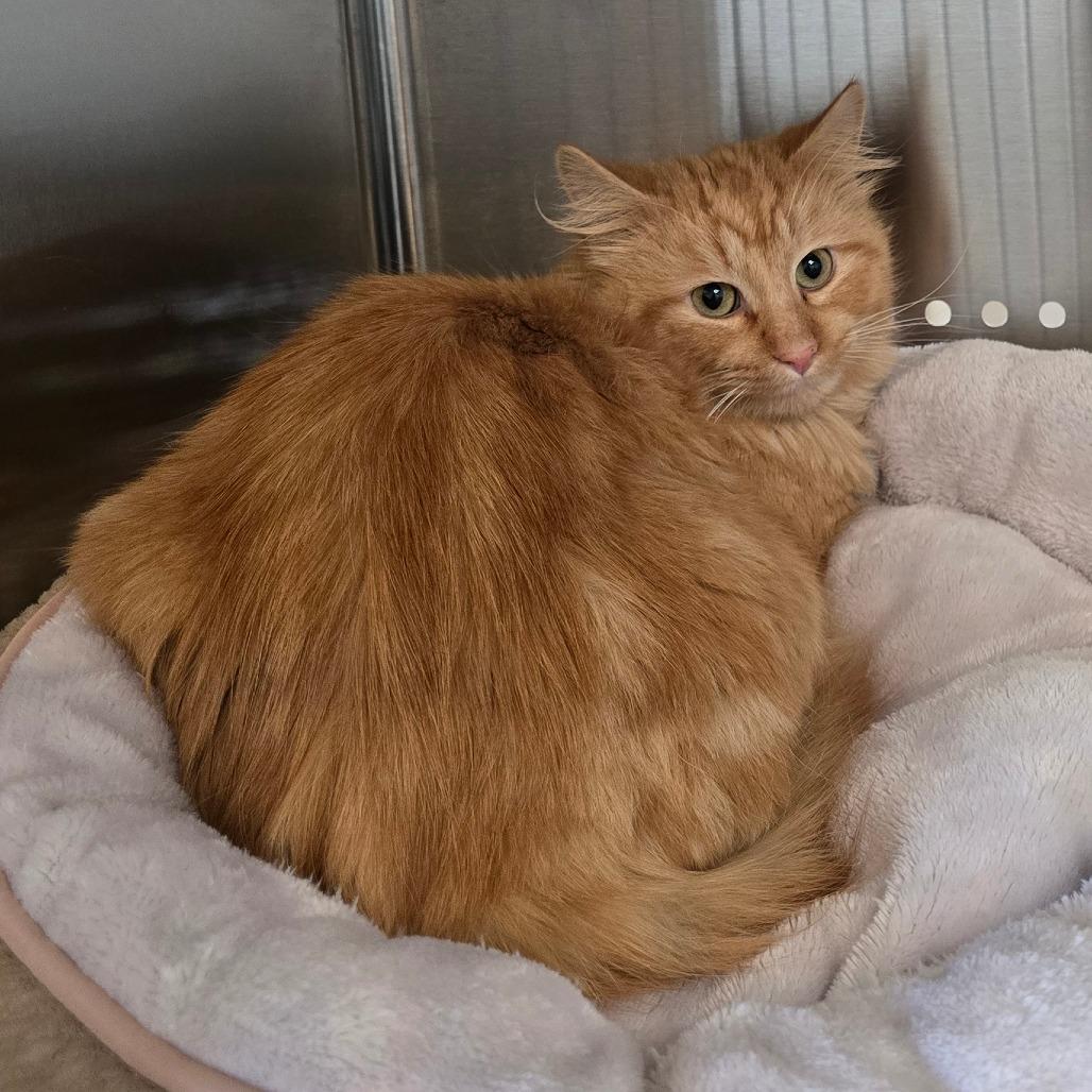 Enlarge Houdini, a Adoptable Domestic Long Hair in Denver, CO image 2/2