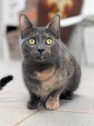 LILAC, Adoptable, Young Female Domestic Short Hair.