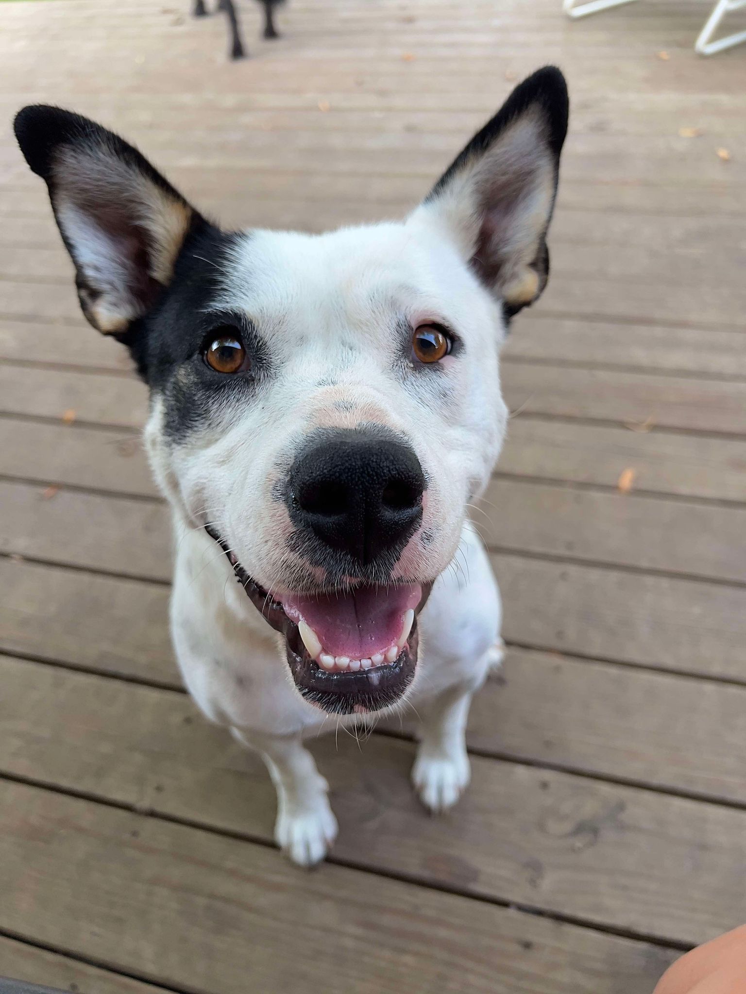 Josie