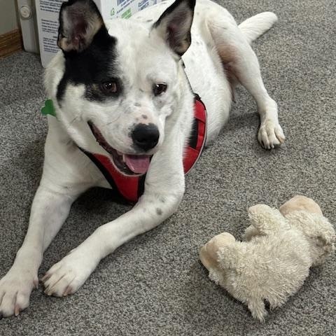 Josie photo 2