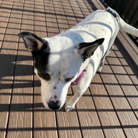 Josie photo 5