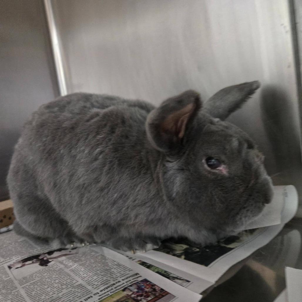 Tallahassee, Adoptable, Adult Male Silver Fox.
