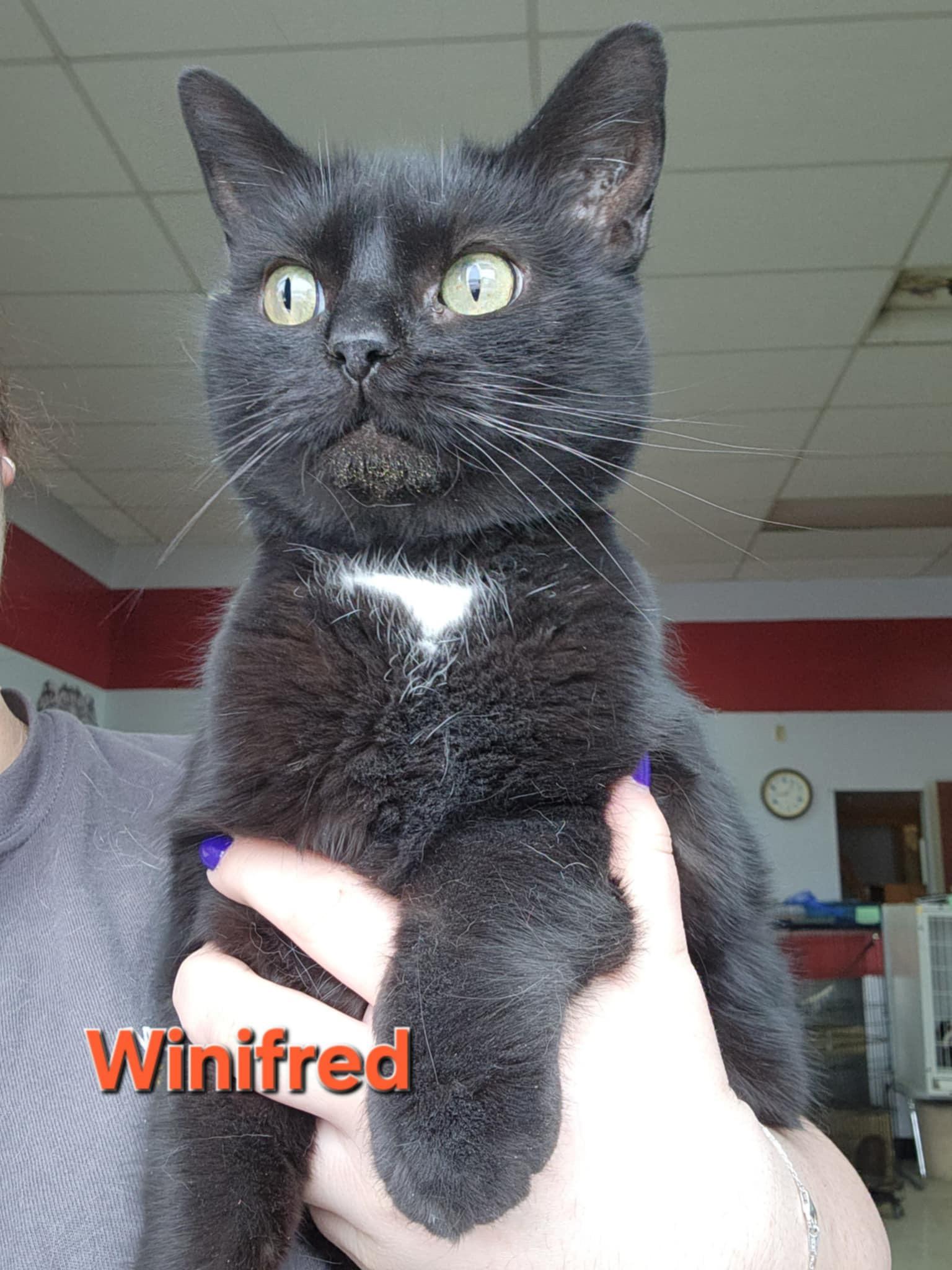 Enlarge Winifred, a Adoptable mixed breed in Humboldt , SK image 1/1