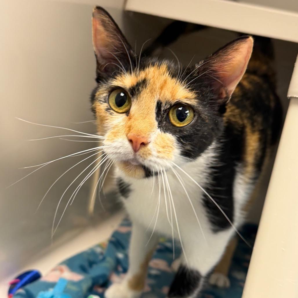 Egypt, Adoptable, Adult Female Domestic Short Hair.