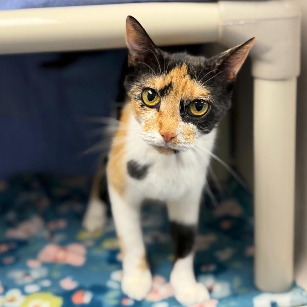 Enlarge Egypt, a Adoptable Domestic Short Hair in Watertown, NY image 2/2