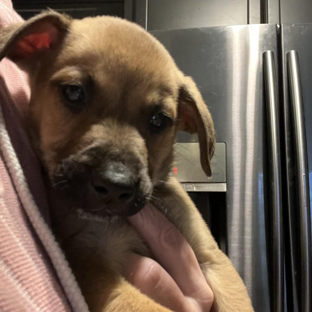 Black Collar, Adoptable, Puppy Male Mountain Cur & Cattle Dog.