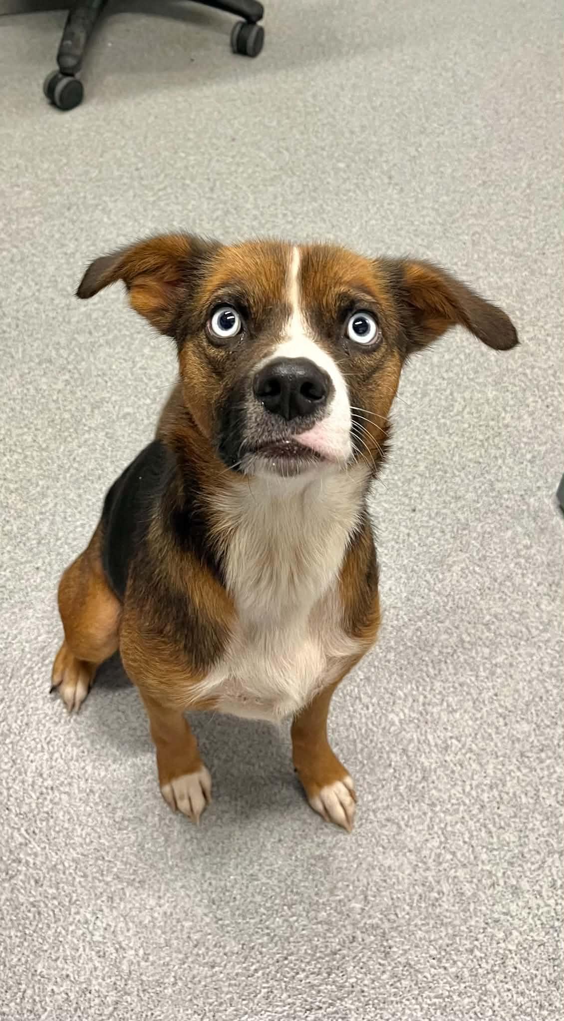 Gizzy, ADOPTABLE, Adult Female Beagle.