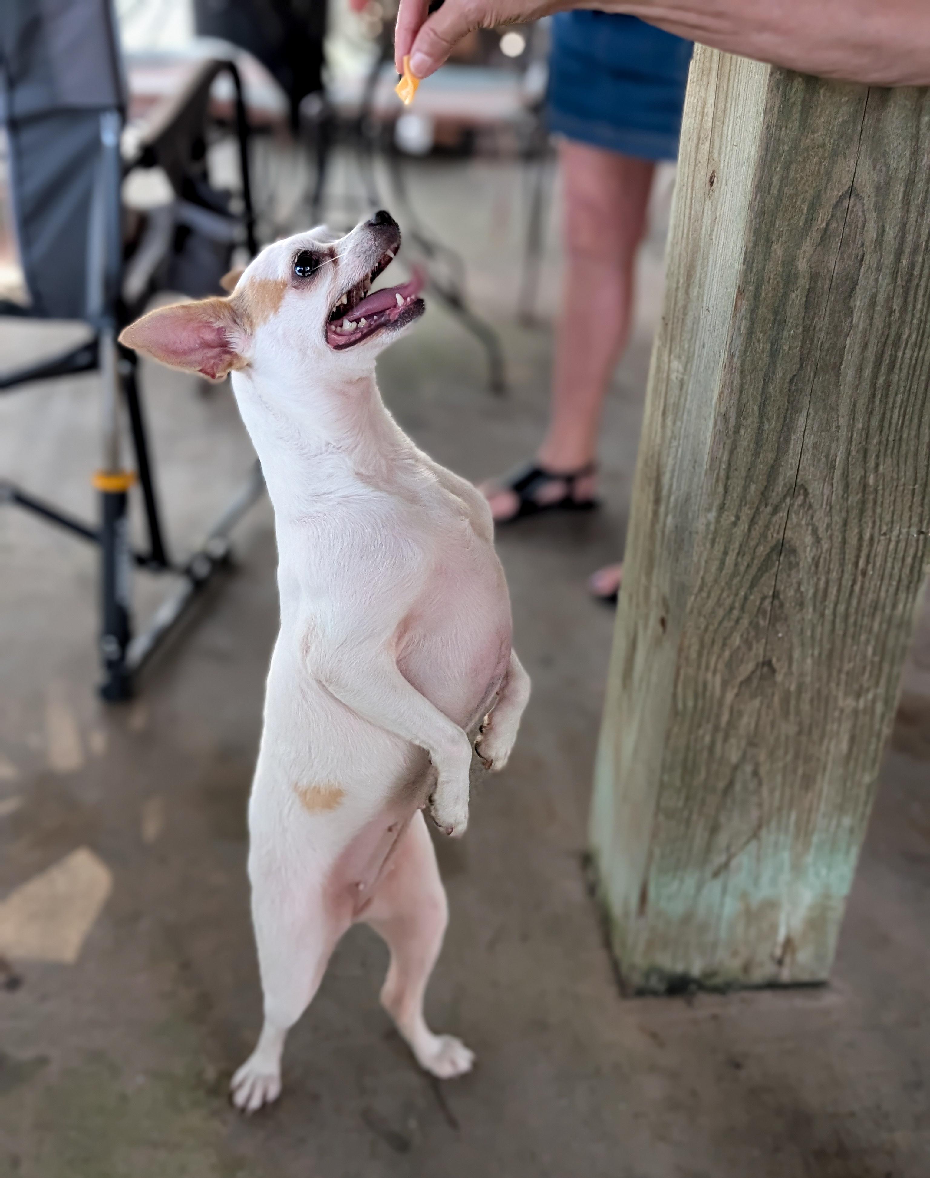 Ella, an adopted mixed breed in Willington, CT image 4/6