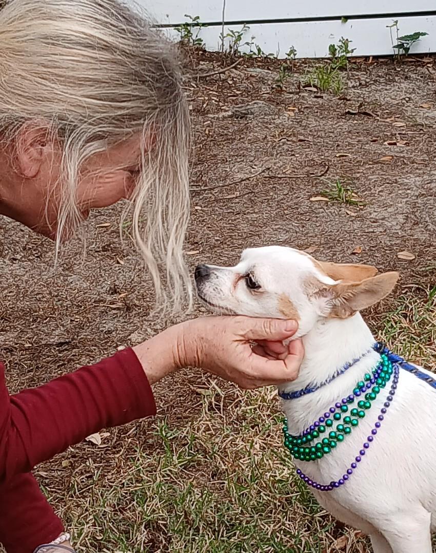 Ella, an adopted mixed breed in Willington, CT image 6/6