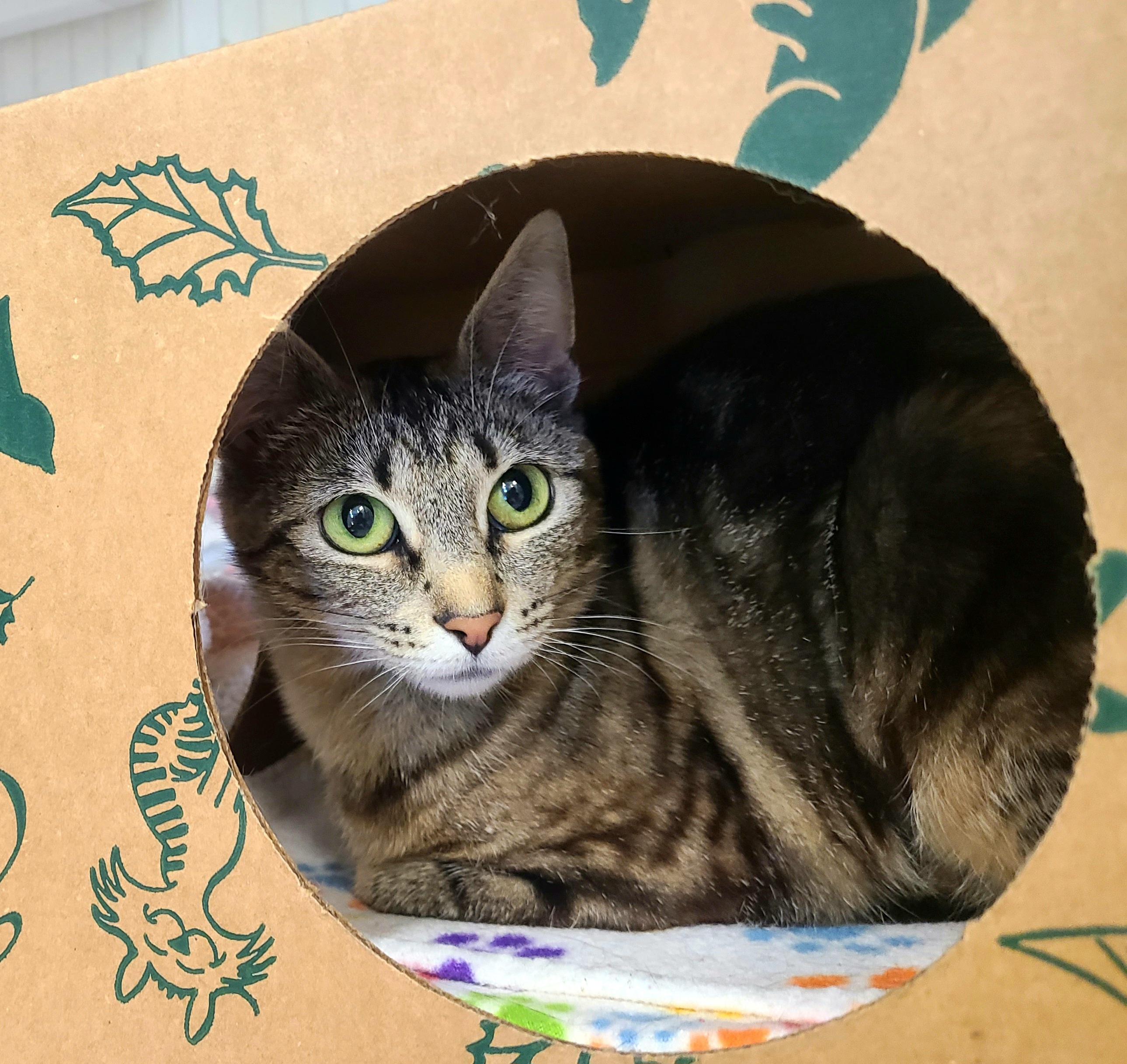 Rhiannon, ADOPTABLE, Young Female Domestic Short Hair.