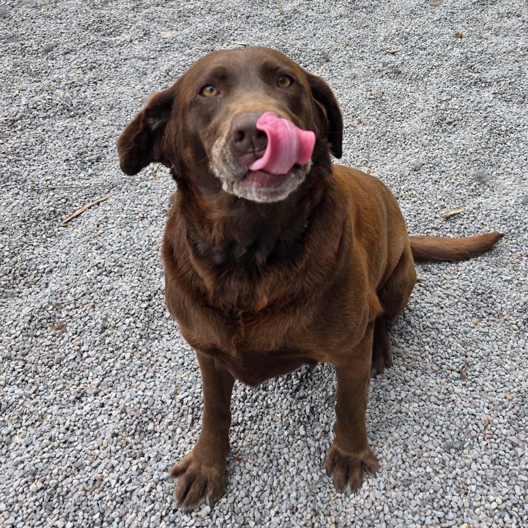 Leia, Adoptable, Adult Female Chocolate Labrador Retriever.