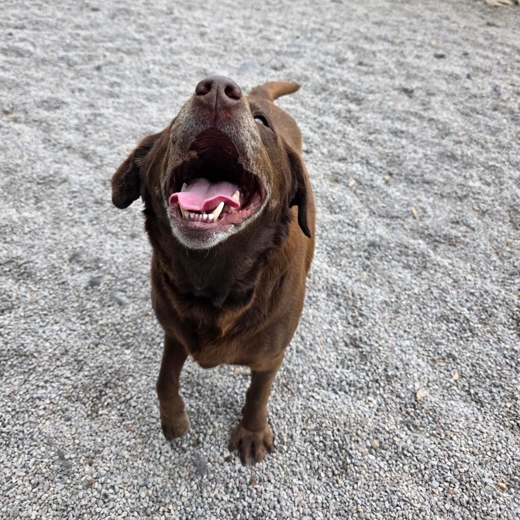 Enlarge Leia, a Adoptable Chocolate Labrador Retriever in Mount Shasta, CA image 2/5