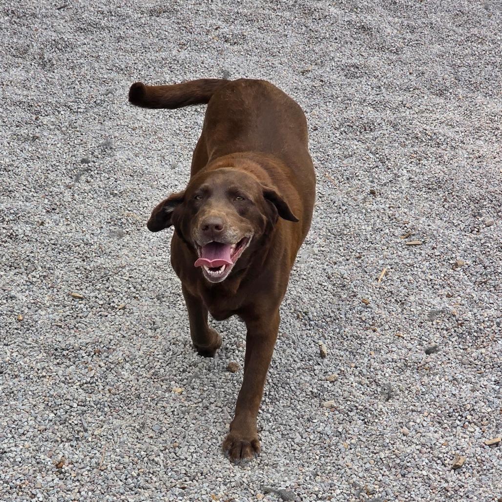 Enlarge Leia, a Adoptable Chocolate Labrador Retriever in Mount Shasta, CA image 4/5