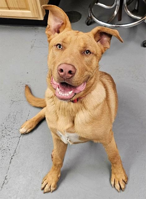 Enlarge Rodney, a ADOPTABLE mixed breed in Phoenix, OR image 1/1