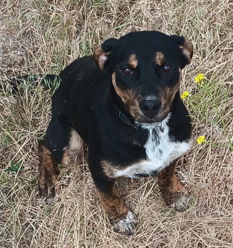 Liza jane, an adoptable Mixed Breed in Polson, MT, 59860 | Photo Image 1