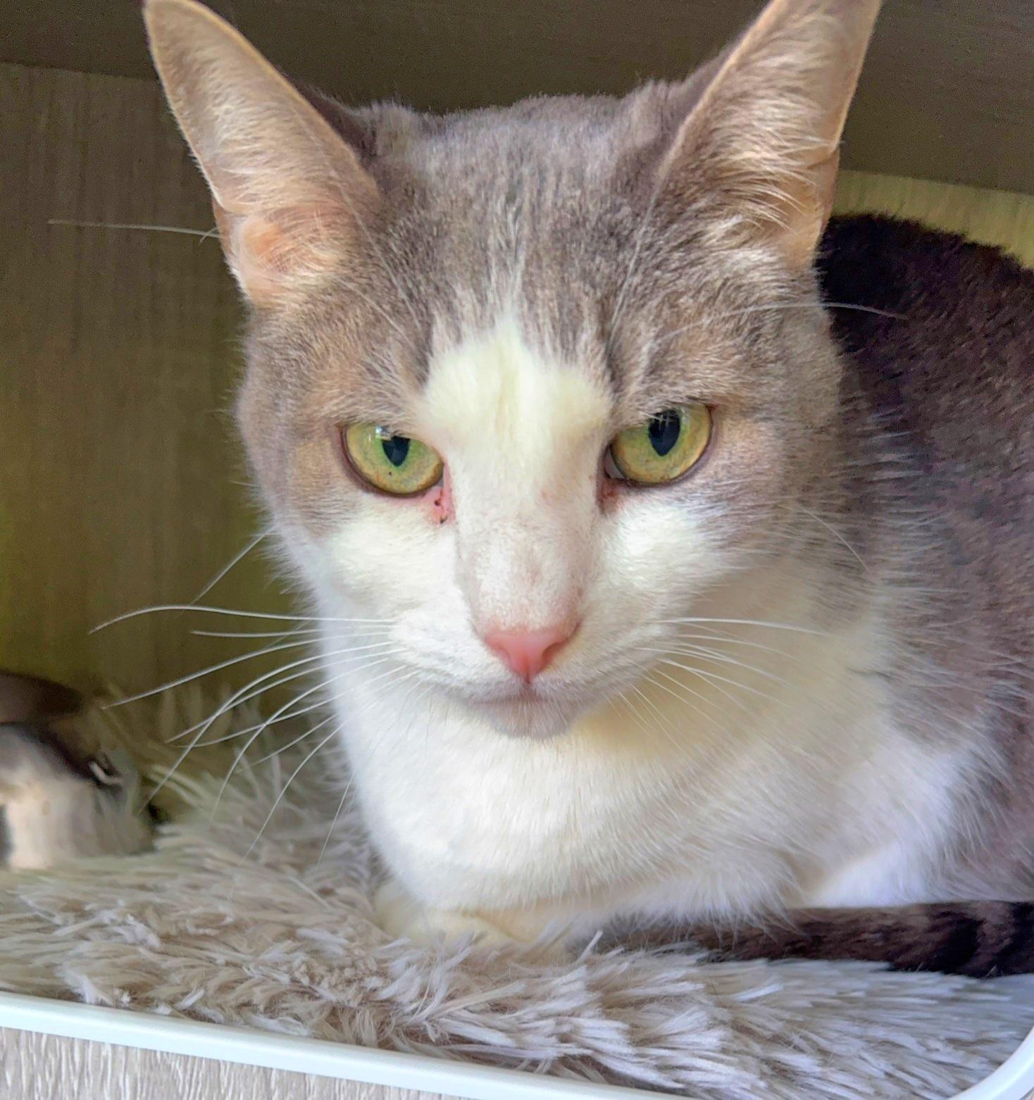 Cassiopeia (available from foster), a Adoptable Domestic Short Hair in Kirkland, WA image 3/3